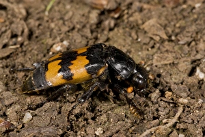 Burying Beetle (Nicrophorus interruptus) adult, on soil, France, August