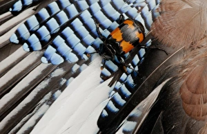 Feather Prints: Burying Beetle (Nicrophorus investigator) adult
