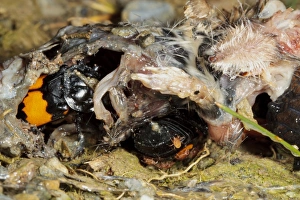 Remains Prints: Burying Beetle (Nicrophorus investigator) two adults