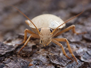 Cockroach Prints: Bush Cockroach (Ellipsidion humerale) adult