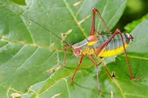 Orthoptera Prints: Bush-cricket (Barbitistes onustus) adult, standing on leaf, Italy, july