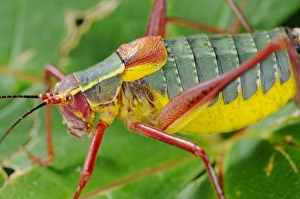 Bush-cricket (Barbitistes onustus) adult, close-up on leaf, Italy, july