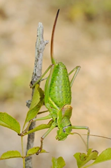 Orthoptera Prints: Bush-cricket (Ephippiger zelleri) adult female, climbing on twig, Italy, july