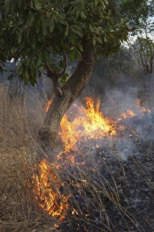 Burning Prints: Bush fire with burning grass and tree, Gambia, january