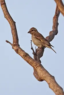 Sparrow Prints: Bush Petronia (Petronia dentata dentata) adult female