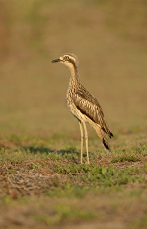 Cairns Prints: Bush Thick-knee (Burhinus grallarius) adult