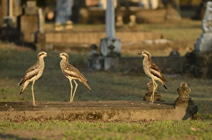 Graves Prints: Bush Thick-knee (Burhinus grallarius) three adults
