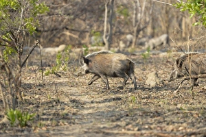 Wild Prints: Bushpig (Potamochoerus larvatus) two adults