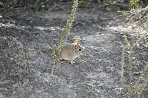 Insectivore Prints: Bushveld Elephant Shrew (Elephantulus intufi) adult, standing, Kalahari Gemsbok N. P