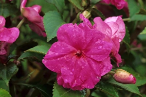 Varieties Prints: Busy Lizzy (Impatiens walleriana) Victorian Rose, close-up of flowers, in garden, U. S. A