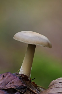 Body Prints: Butter Cap (Collybia butyracea) fruiting body