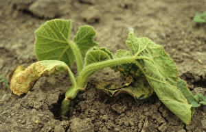 Buttercup Squash (Cucurbita maxima) seedling, stem snapped at ground level by wind, Gisborne, North Island, New Zealand