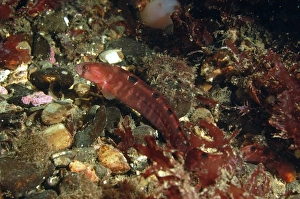 Highland Prints: Butterfish (Pholis gunnellus) adult