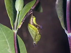 Butterfly - Admiral White (Lodoga camilla) Adult emerging