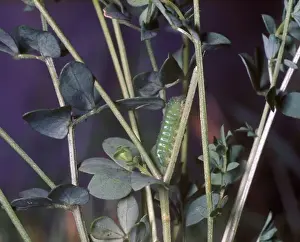 Butter Fly Prints: Butterfly - Blue Common Larva (Polyommatus icarus) on plant