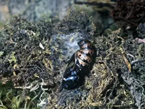 Fritillaries Prints: Butterfly-Fritillary Dark Green Larva(Argynnis aglaia) close-up of pupa