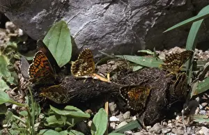 Butter Fly Prints: Butterfly Fritillarys and Blue Butterflies on animal dung