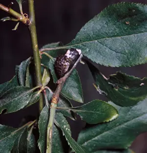 Butter Fly Prints: Butterfly - Hairstreak Black (Strymonidia pruni) Pupa on branch among leaves