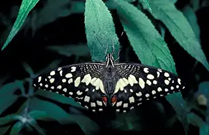 Aanimal Prints: Butterfly Lime Swallowtail (Papilio demoleus) - Asia