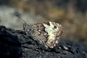 Aanimal Prints: Butterfly - Rock Grayling (Hipparchia alcyone) Settled on tree / wings closed