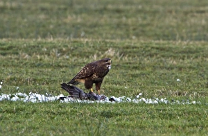 Islay Prints: Buzzard feeding on Barnacle Goose, Islay, Scotland