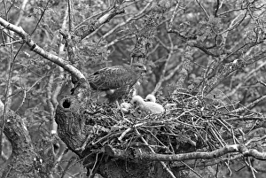 Chicks Prints: Buzzard at nest with chick who are 21 and 19 days old - Doldowlod