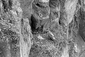 Classic Prints: Buzzard nesting on Skomer Island, May 1953. Taken by Eric Hosking