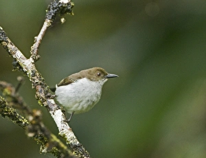 Buzzing Flowerpecker (Dicaeum hypoleucum) adult, perched on twig, Mount Kitanglad, Kitanglad Mountain Range, Mindanao Island, Philippines