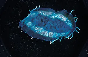 Hydrozoan Prints: Bythe Wind Sailor Jellyfish (Velella velella) Underside