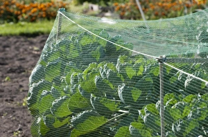 Protects Prints: Cabbage (Brassica oleracea) crop