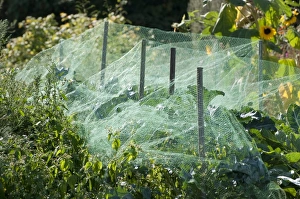 Cabbage (Brassica oleracea) crop, growing under protective netting in allotment garden, Norfolk, England, september