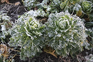 Pests Prints: Cabbage (Brassica oleracea) frost covered leaves