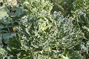 Pests Prints: Cabbage (Brassica oleracea) leaves