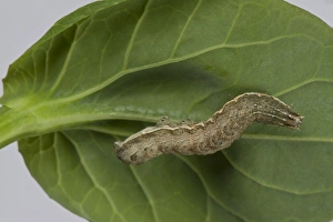 Pests Prints: Cabbage Moth, Mamestra brassicae, caterpillar, on a pak choi stem and leaves
