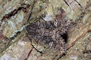 Camouflaged Prints: Cabbage Moth (Mamestra brassicae) adult, resting on bark, Powys, Wales, May