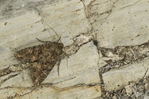Cabbage Moth (Mamestra brassicae) adult, Sheffield, South Yorkshire, England, July
