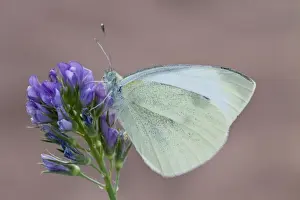 Cabbage or Small White Butterfly - introduced to north America in 1860 it is now a wide spread pest