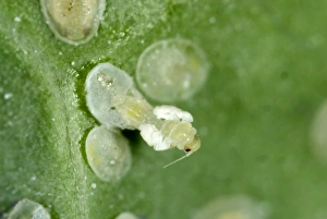 Pests Prints: Cabbage whitefly, Aleyrodes proletella, adult emerging from a pupa
