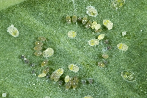 Cabbage whitefly, Aleyrodes proletella, eggs laid in a circle on a cabbage leaf