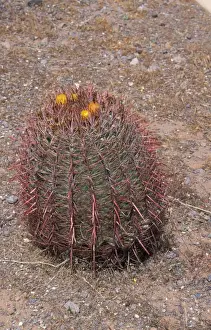 Cacti Prints: Cacti-Arizona Barrel (Ferocactus wislizenii) In flower