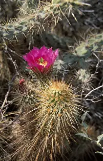 Cacti Prints: Cacti - Hedgehog Engelmanns (Echinocereus engelmannii) In flower