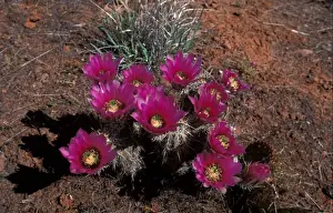 Cacti Prints: Cacti Hedgehog Strawberry (Echinocereus enneacanthus)