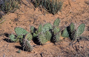 Cactus Prints: Cacti (Opuntia erinacea) A ground covering cacti
