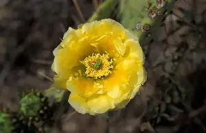 Cacti-Prickly Pear Engelmanns (Opuntia phaeacantha)