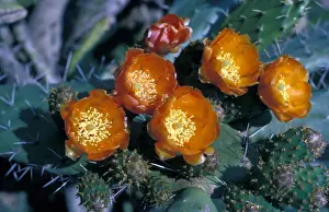 Cacti Prints: Cacti - Prickly Pear (Opuntia monacantha) close-up of flowers on plant