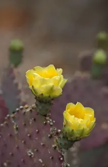 Cacti Prints: Cacti-Prickly Pear Santa Rita (Opuntia violacea var. santa rita) in flower