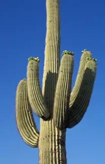 Cacti Prints: Cacti Saguaro (Carnegiea gigantea) showing typical arm development on mature plants