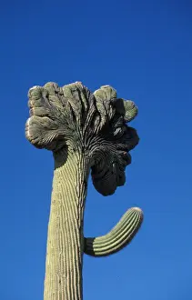 Cacti Prints: Cacti - Saguaro Cristate (Carnegiea gigantea) With fanlike top