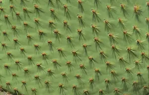 Pears Prints: Cactus - Prickly Pear (Opuntia echios) Showing spiny pads - South Plaza, Galapagos
