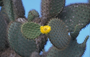 Cacti Prints: Cactus - Prickly Pear (Opuntia echios var)